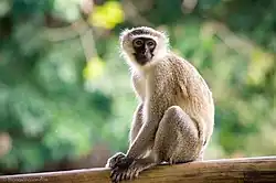 Vervet monkey (a buff, white, and black monkey) sitting on a branch