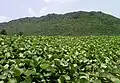 View of Eastern Ghats over beach morning glory bushes, Tenneti Park
