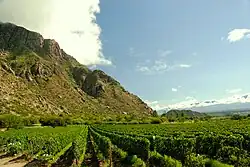 Vineyards in Cafayate