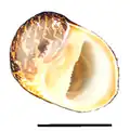 Apertural view of a shell of Vittina waigiensis. Scale bar is 10&nbsp;mm (0.39&nbsp;in).