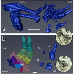 Reconstruction of the holotype forelimb
