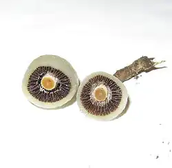 A cross-section of the basidiocarp.