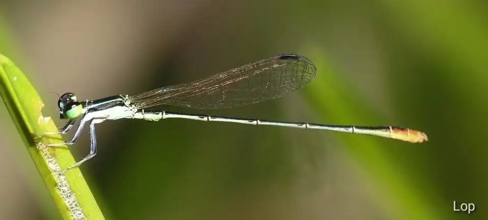 Male with silver pruinescence