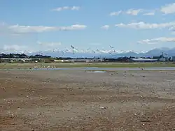 Washdyke Lagoon is home to many different bird species that congregate in large numbers around the lagoon.