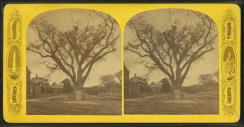 Washington Elm, Cambridge Common, ca.1880s-1900s