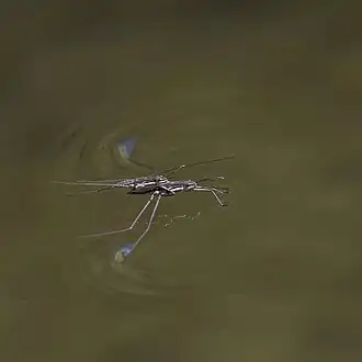 Water strider (Gerridae sp).jpg