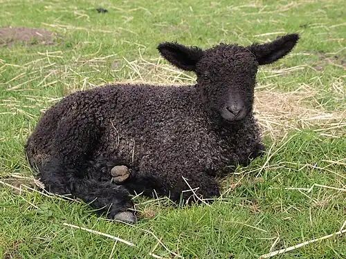 A six-day-old lamb