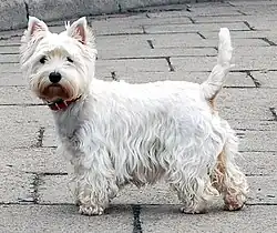 A completely white terrier with standing-up ears faces the camera.