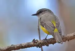 A grey and yellow bird sitting on a small branch