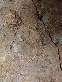 Crinoid fossils in Westerville Limestone, Cherryvale Formation, Lower Linn Subgroup, Kansas City Group, Missourian Series, Pennsylvanian System. Note irregular and wavey-bedded strata. Raytown, Missouri.