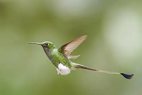 male O. u. melanantherus, Ecuador