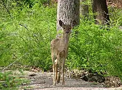 White-tailed deer at Lake Kanawauke