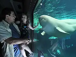 Beluga whale in the Wild Arctic exhibit.