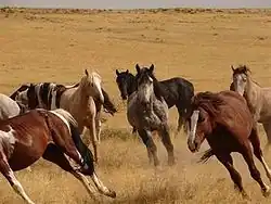 A group of horses running through dry prairie grass