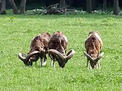 Mouflons