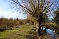 Footpath off Walton Well Road by the willows.