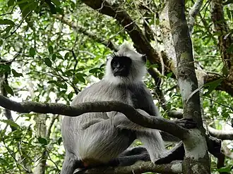 Tufted gray langur
