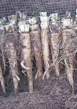 Root with leaves removed, ready to be packed into a growing container