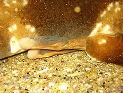 Photo showing claspers of bottom-resting shark.