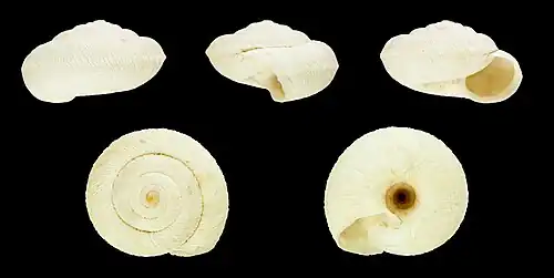 Xerosecta mogadorensis fusca