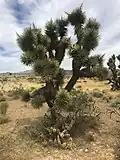 Eastern Joshua Tree (Yucca jaegeriana) at Beaver Dam Wash National Conservation Area