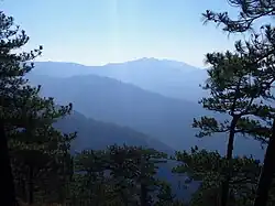 The Zambales Mountains is known for having pine trees, Pinus merkusii.[10]