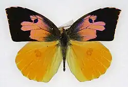 California Dogface Butterfly
