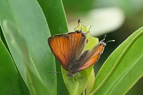 Dorsal view (male)
