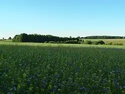 Landscape in Zielona Góra