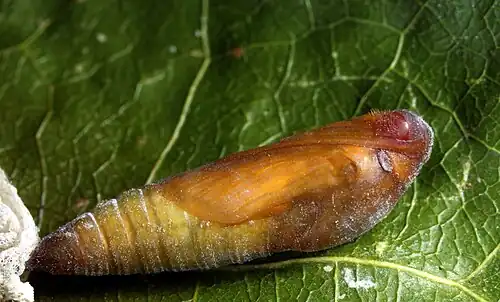 Pupa