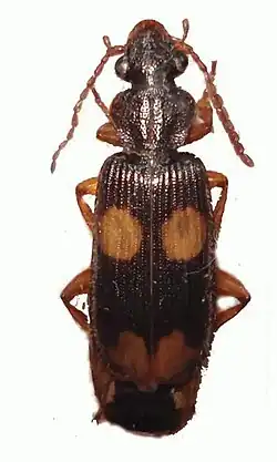 Macrocheilus bensoni
