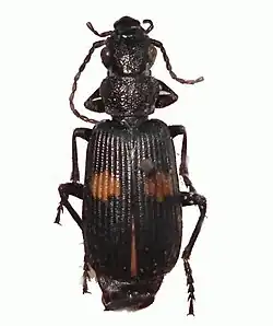 Macrocheilus niger