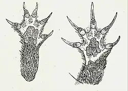 Drawing of two animal paws