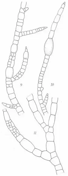 Fig. 9, part of a branch showing the branchlets, young tannin-filled cells, and early gametangium development. Fig. 10, branch tip showing the acute apex, the intercalary growth zones, and a yellow tannin-filled cell. Fig. 11, junctions of the forks of two larger branches and a well-developed gametangial area