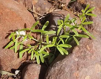 Roepera ammophila in habit, Australia