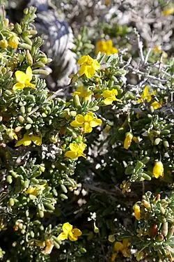Roepera spinosa, coastline of Namaqua National Park