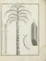 Plate 26, Palm tree of green fire