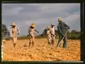"Chopping cotton on rented land near White Plains," Greene County, GA. June 1941.