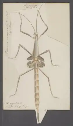 Illustration of Haplopus